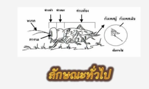 การเลี้ยงจิ้งหรีด