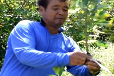 ศูนย์ส่งเสริมและพัฒนาอาชีพการเกษตรจังหวัดบุรีรัมย์