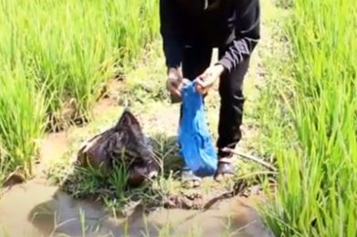 การใช้สารชีวภัณฑ์ควบคุมศัตรูพืชเพิ่มคุณภาพชีวิตและผลผลิตปลอดภัย