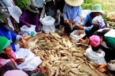 ข้าวโพดเลี้ยงสัตว์แปลงใหญ่ต้นแบบจังหวัดตาก 2560