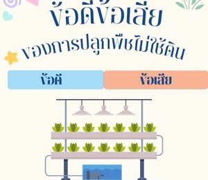 ข้อดี ข้อเสีย ของการปลูกพืชไม่ใช้ดิน